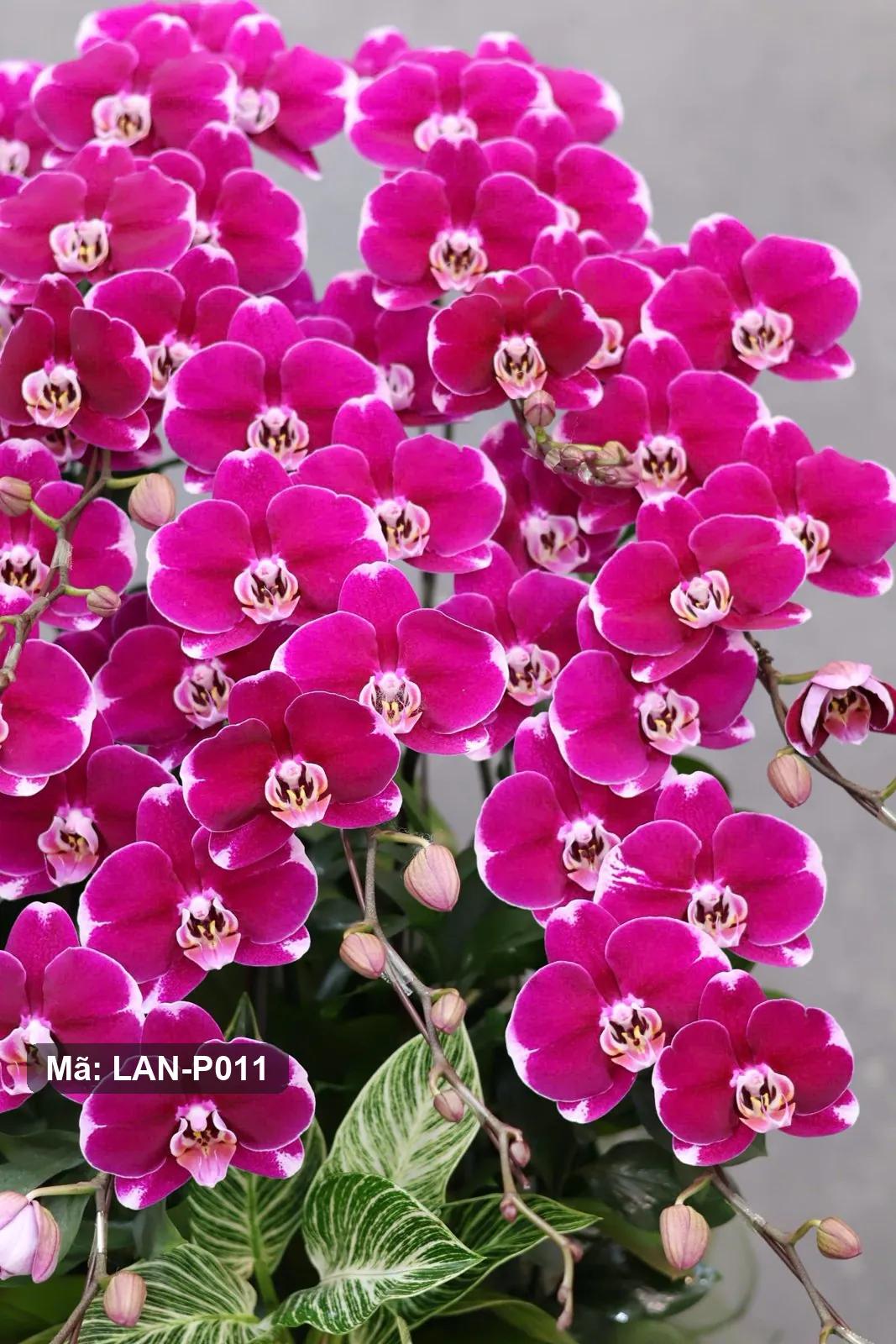 Chậu lan hồ điệp đỏ tím — LAN-P011 - Thumbnail 4