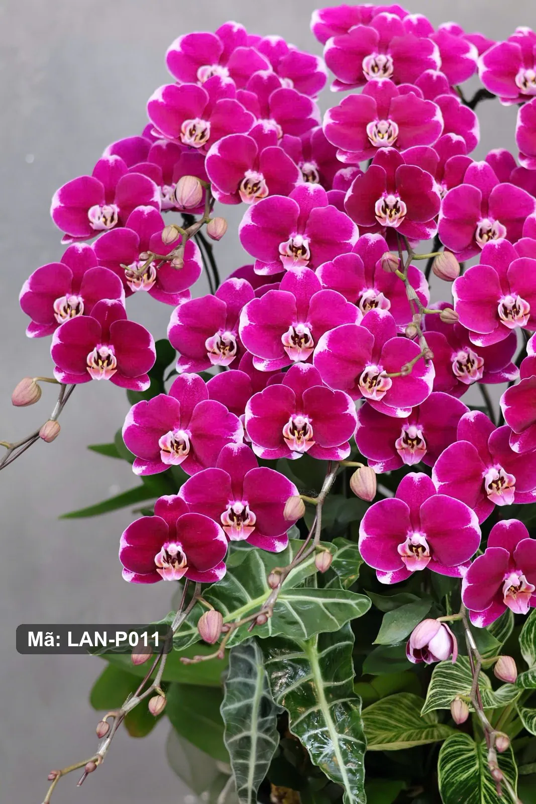 Chậu lan hồ điệp đỏ tím — LAN-P011 - Thumbnail 5
