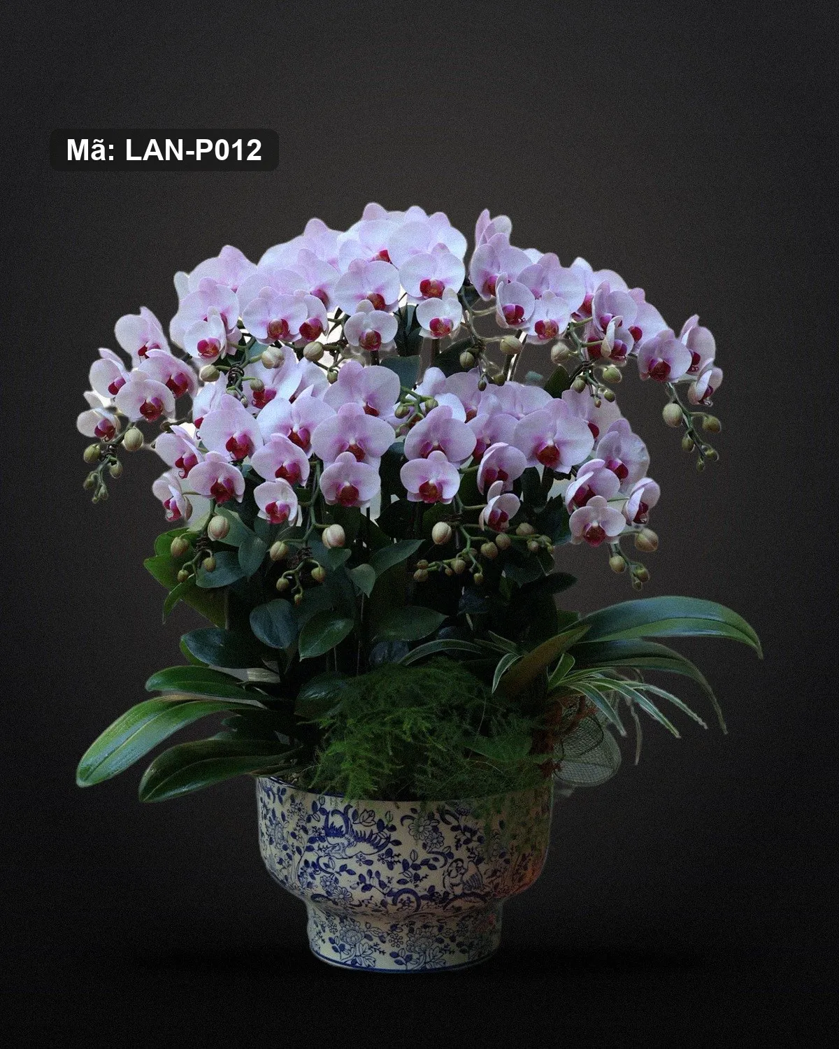Chậu lan hồ điệp trắng ánh hồng — LAN-P012 - Ảnh 1