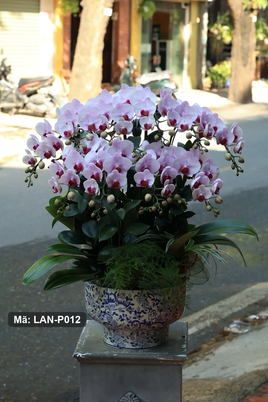 Pot anggrek phalaenopsis putih & merah muda — LAN-P012 2