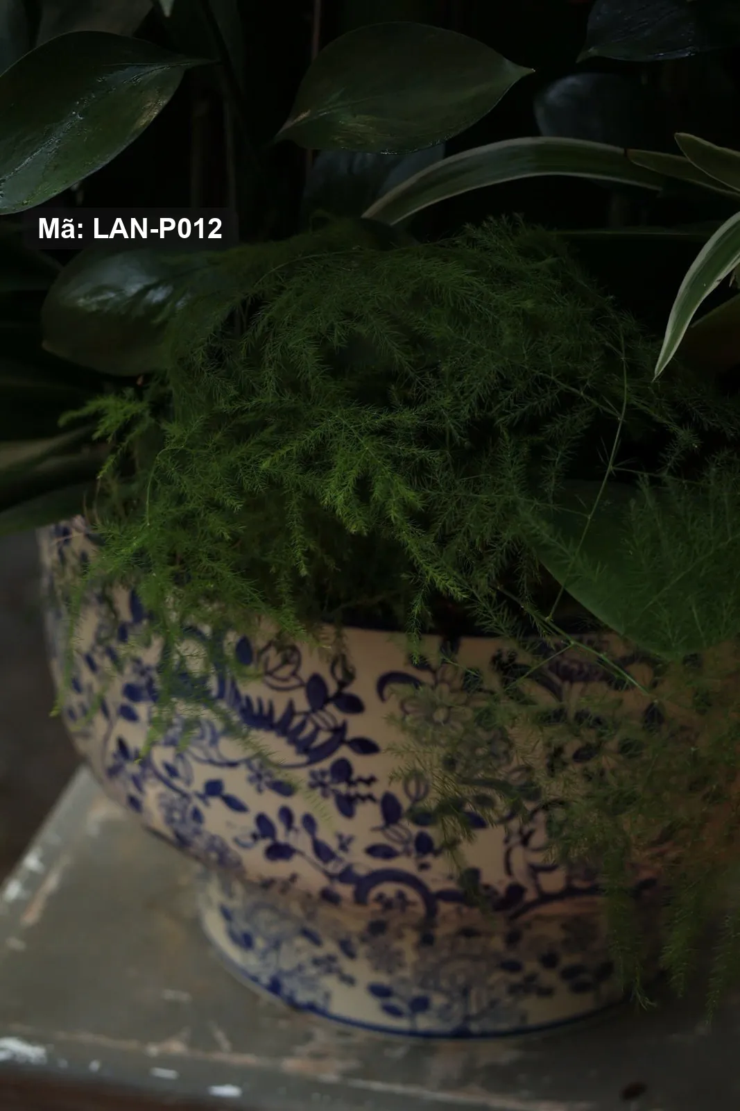 Chậu lan hồ điệp trắng ánh hồng — LAN-P012 - Thumbnail 3