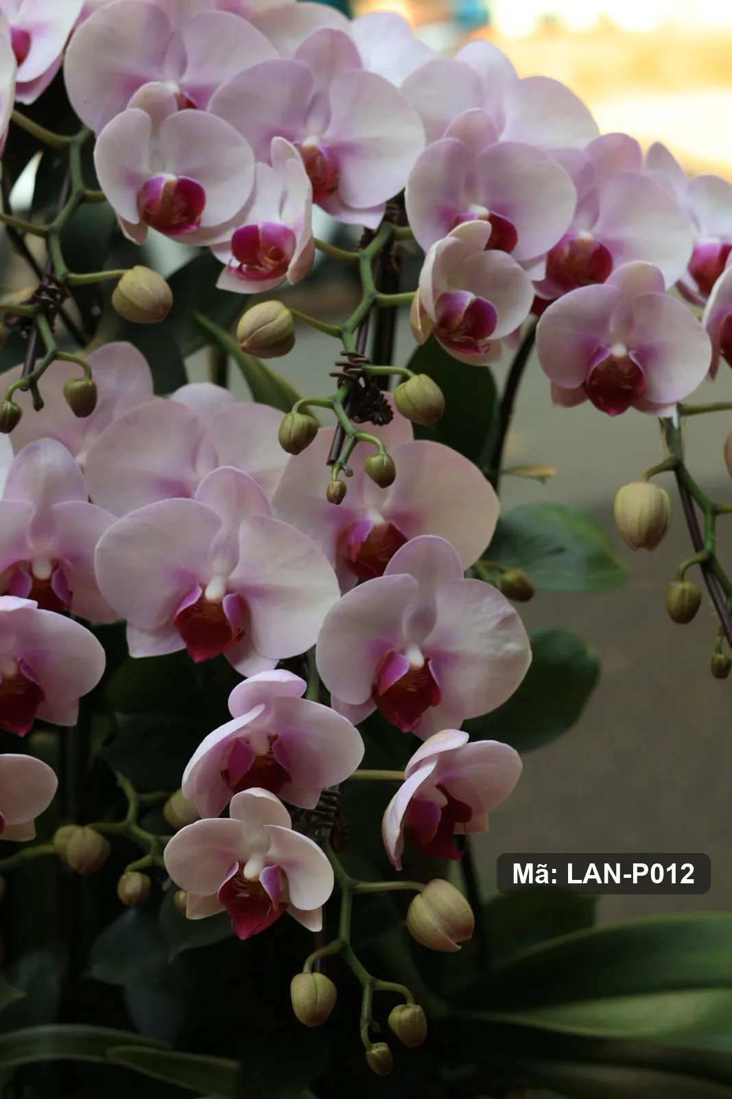 Chậu lan hồ điệp trắng ánh hồng — LAN-P012 - Thumbnail 4
