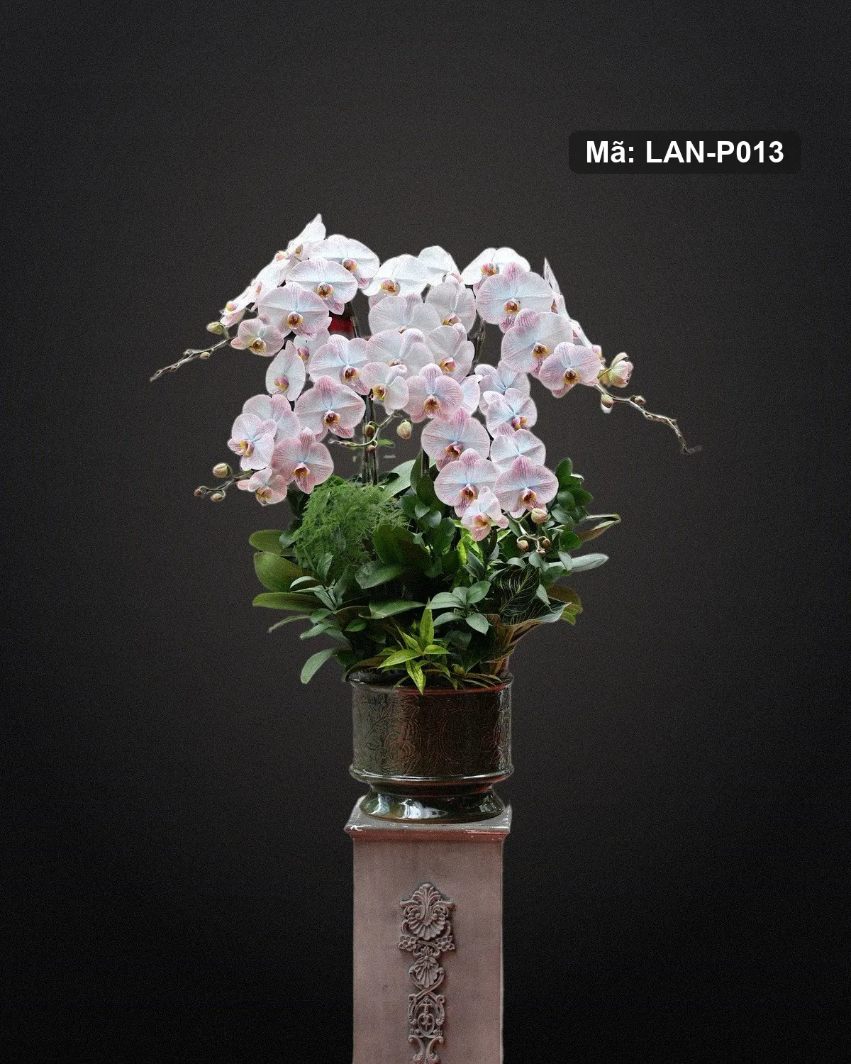 Chậu lan hồ điệp trắng ánh hồng — LAN-P013