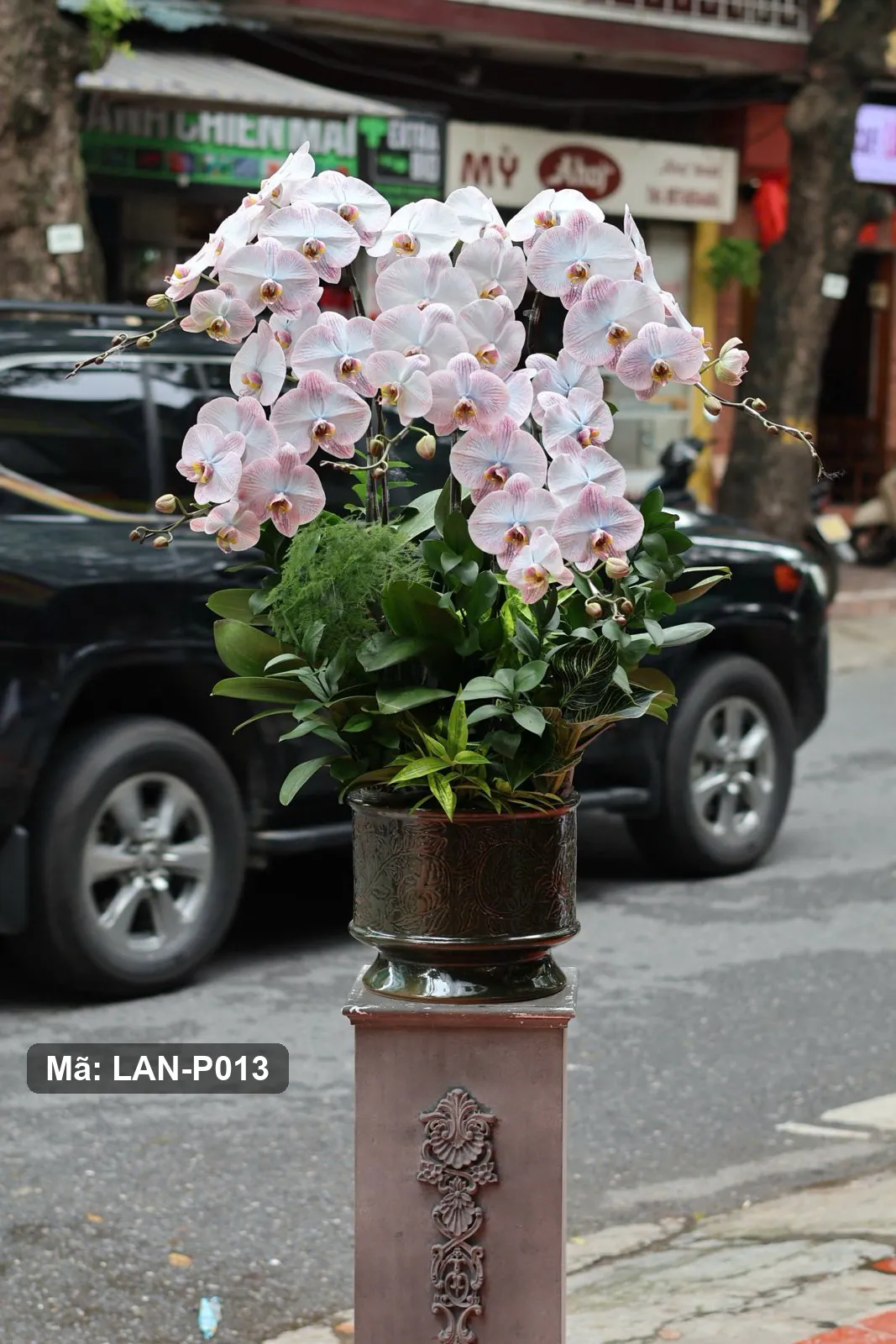 Chậu lan hồ điệp trắng ánh hồng — LAN-P013 — góc khác