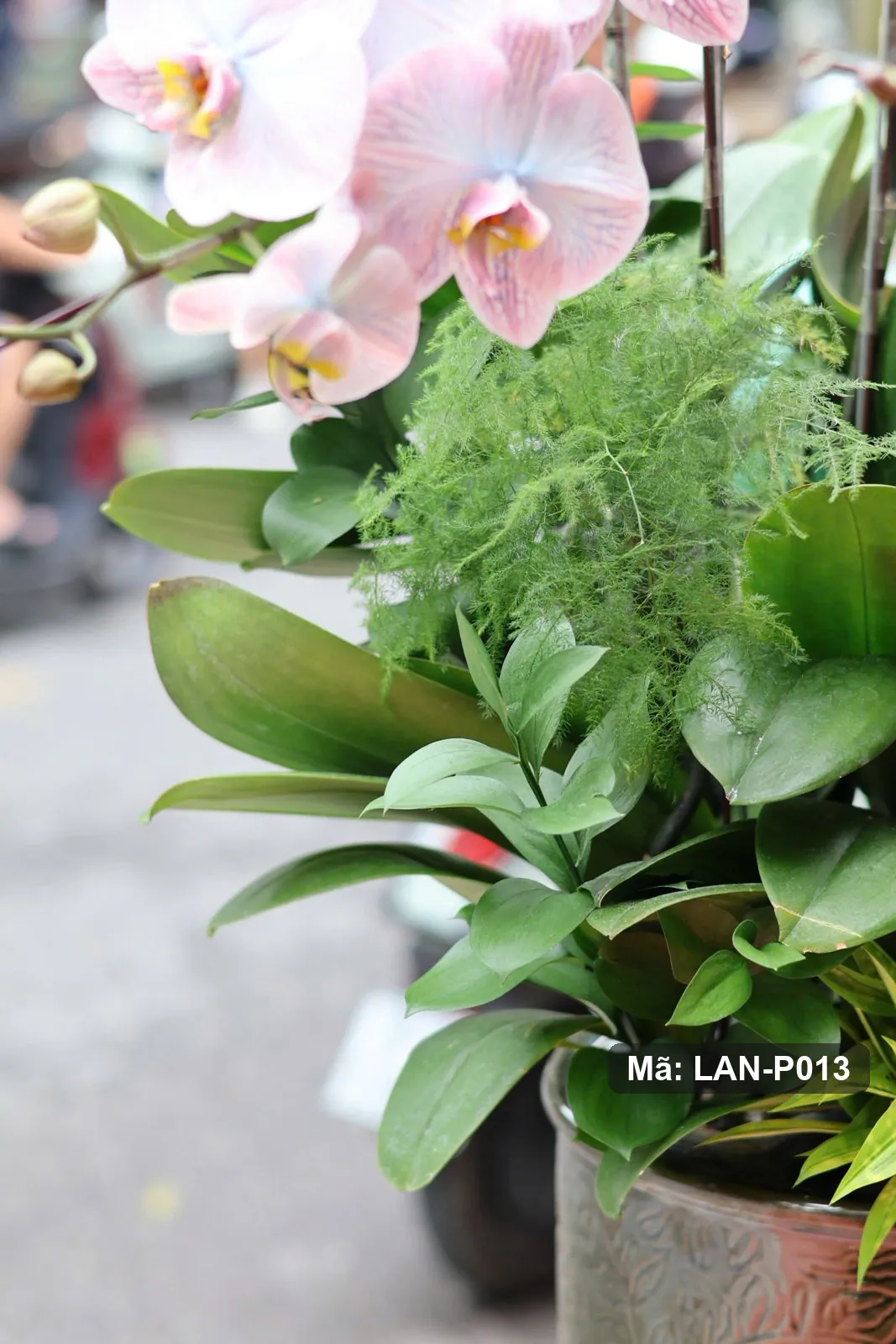 Pot anggrek phalaenopsis putih kemerahan – LAN-P013 3