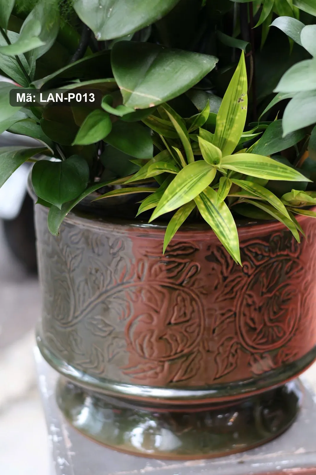 Chậu lan hồ điệp trắng ánh hồng — LAN-P013 - Thumbnail 4