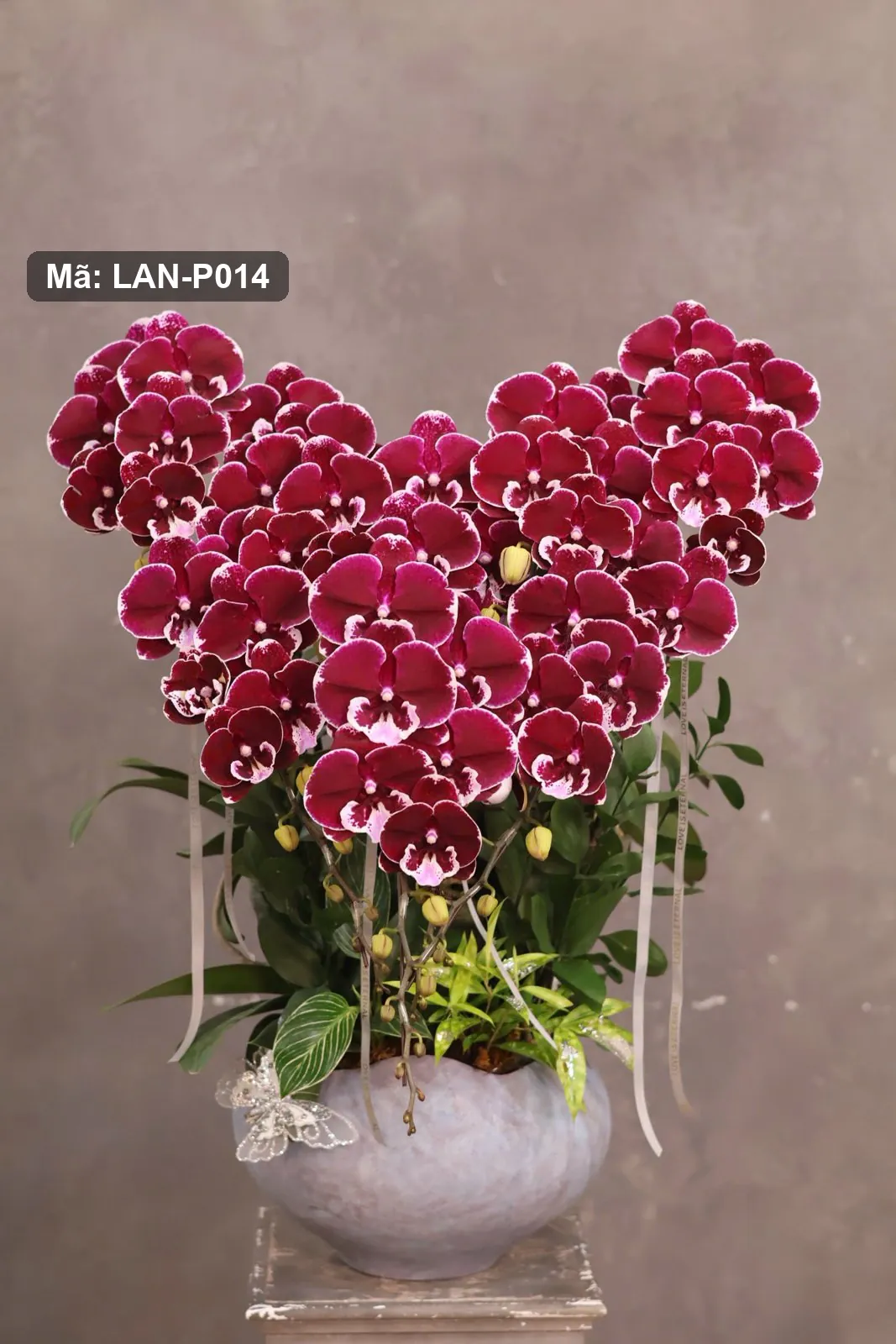 Chậu lan hồ điệp đỏ viền trắng xếp hình trái tim — LAN-P014 — góc khác
