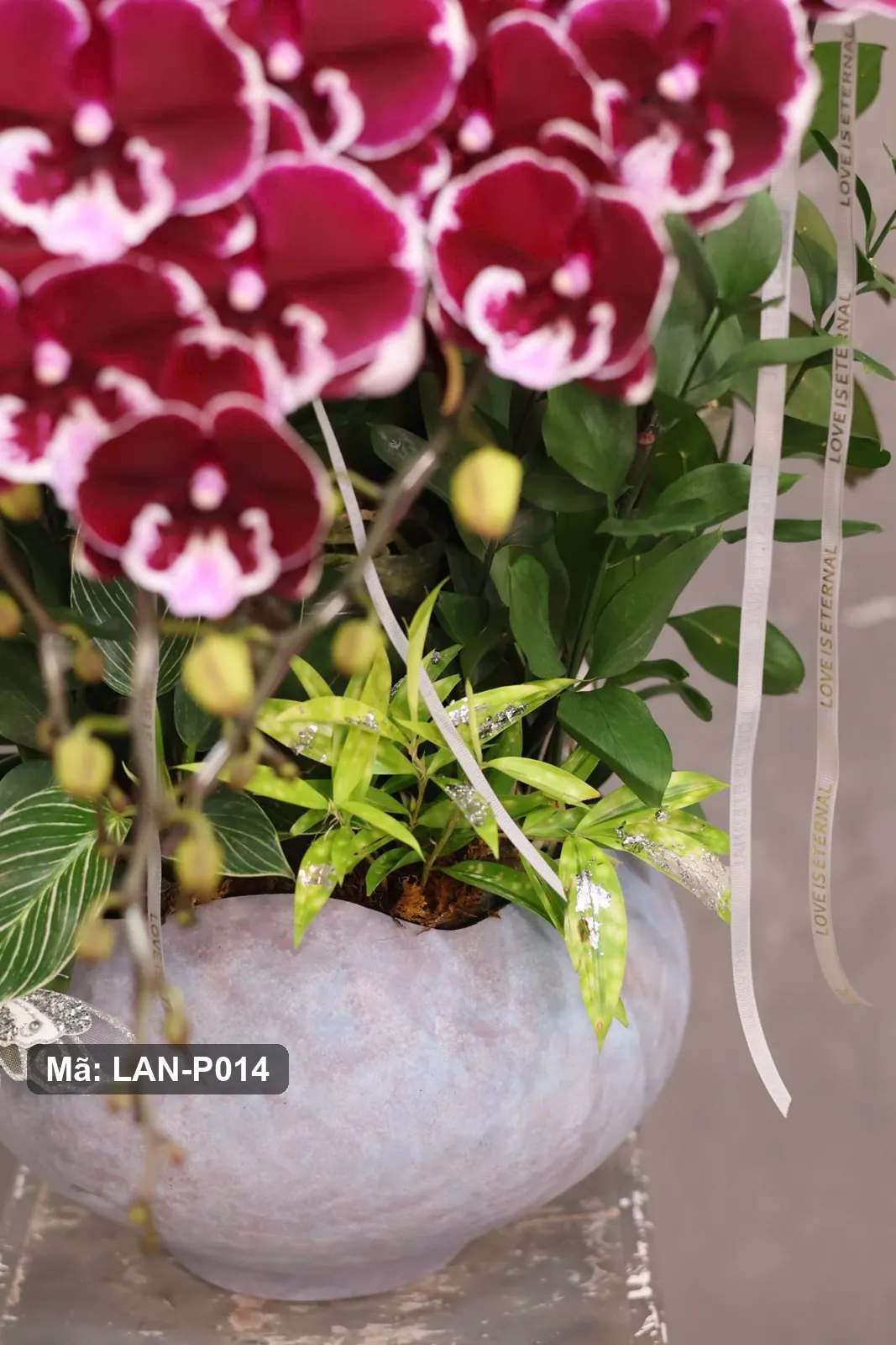 Chậu lan hồ điệp đỏ viền trắng xếp hình trái tim — LAN-P014 - Thumbnail 3