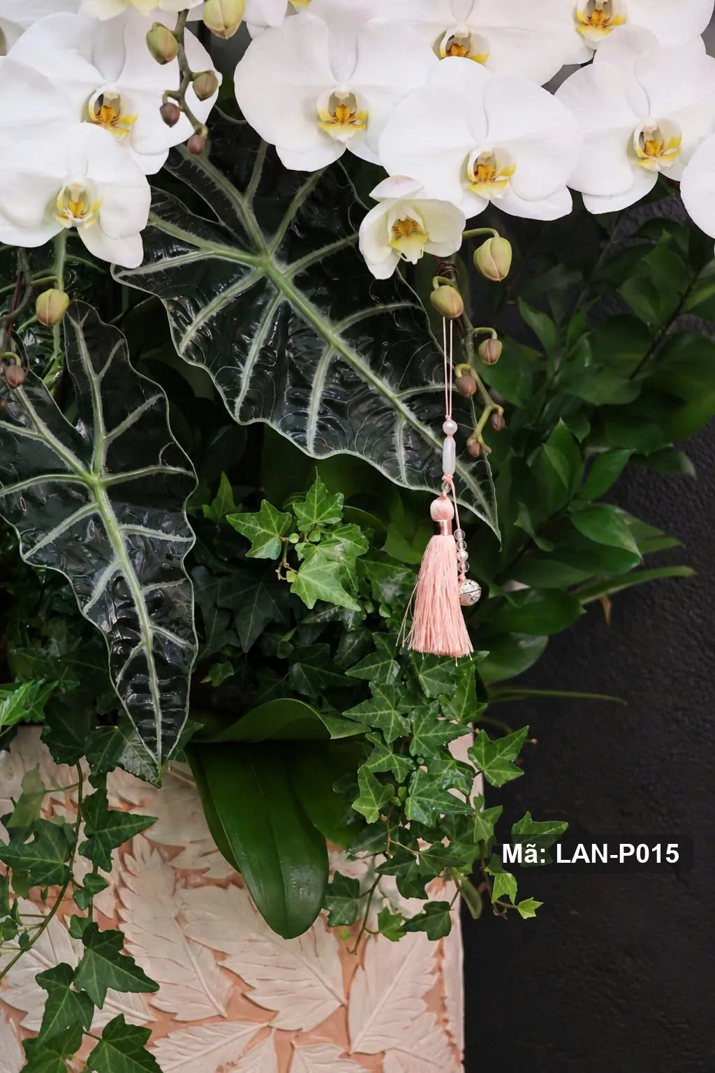 Chậu lan hồ điệp trắng — LAN-P015 - Thumbnail 3