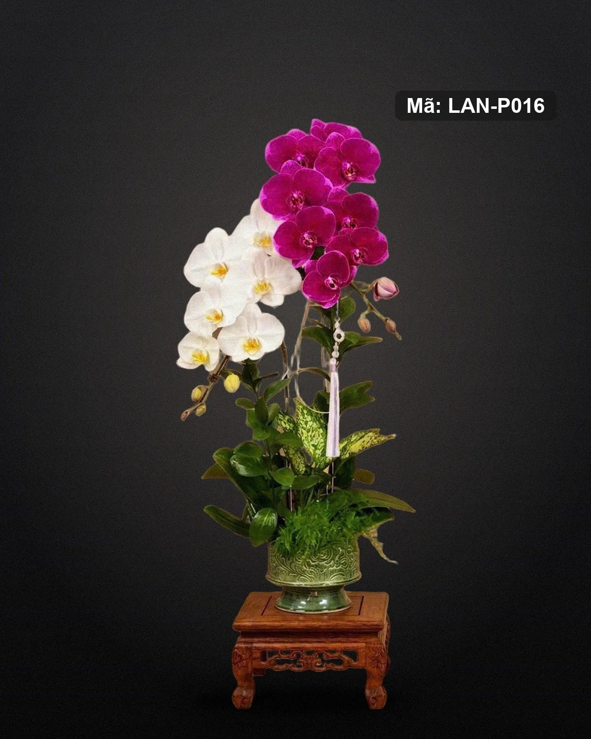 Chậu lan hồ điệp trắng và tím sen — LAN-P016