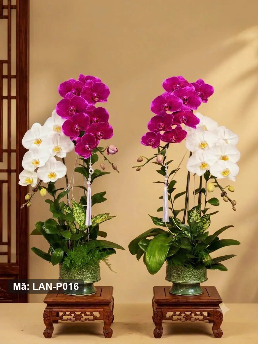 Chậu lan hồ điệp trắng và tím sen — LAN-P016 — góc khác