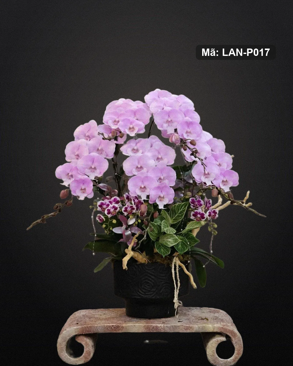Chậu lan hồ điệp hồng tím — LAN-P017