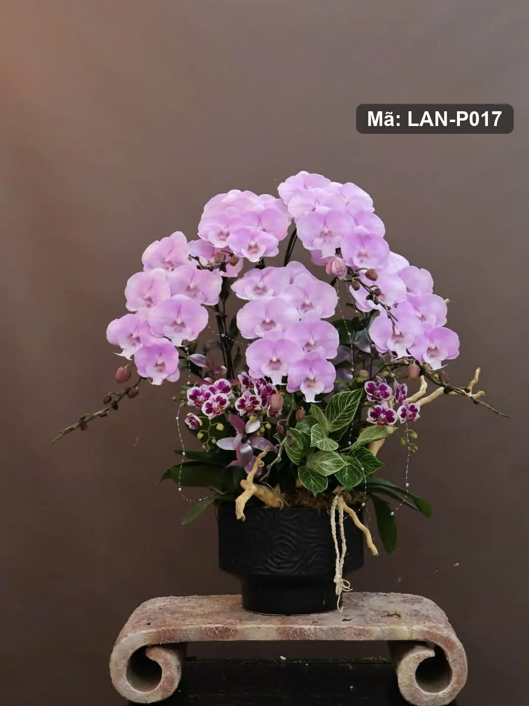 Chậu lan hồ điệp hồng tím — LAN-P017 — góc khác