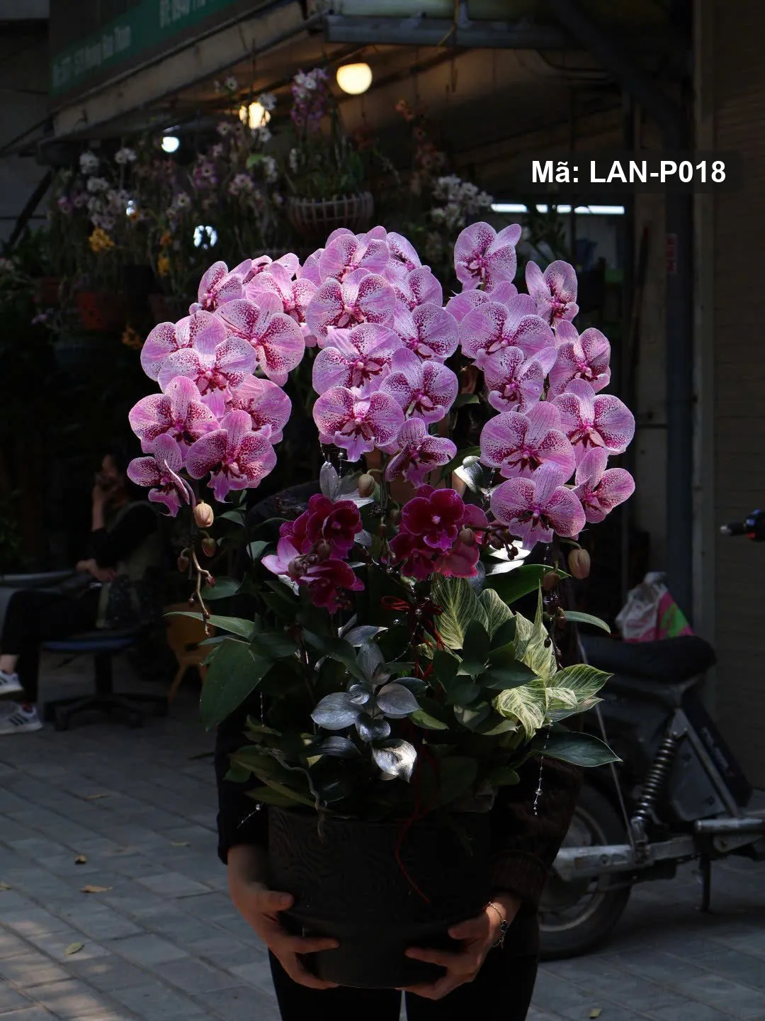 Chậu lan hồ điệp hồng và tím — LAN-P018