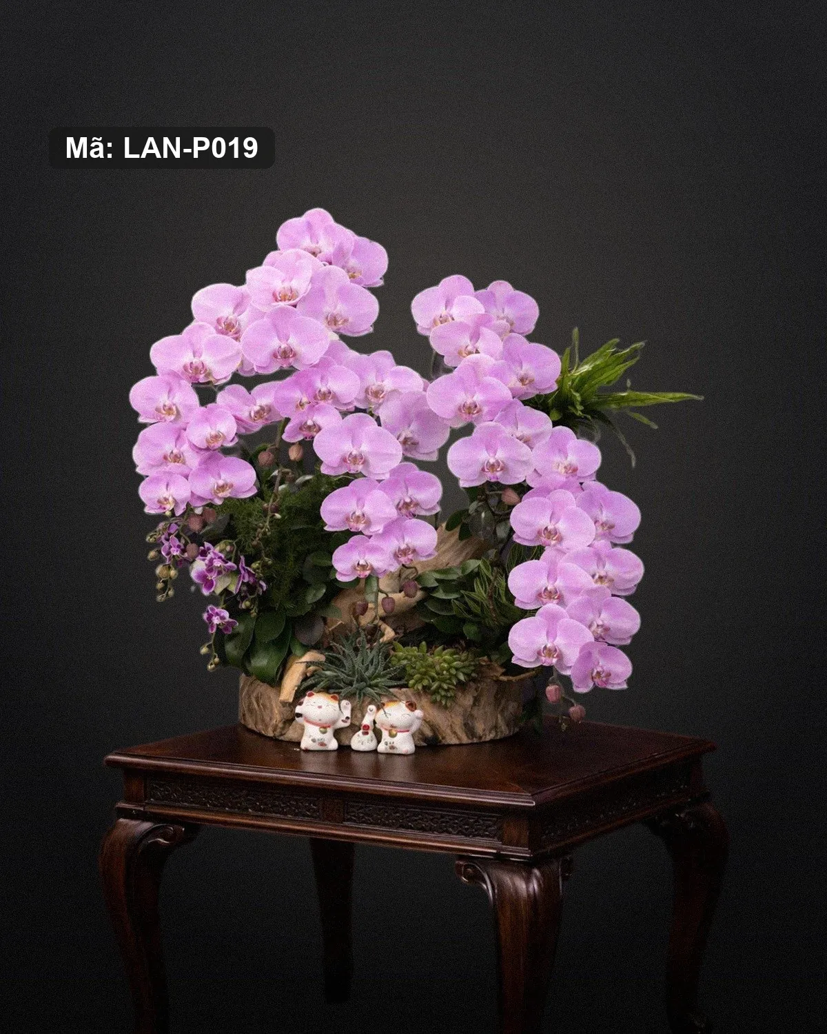 Chậu lan hồ điệp hồng — LAN-P019