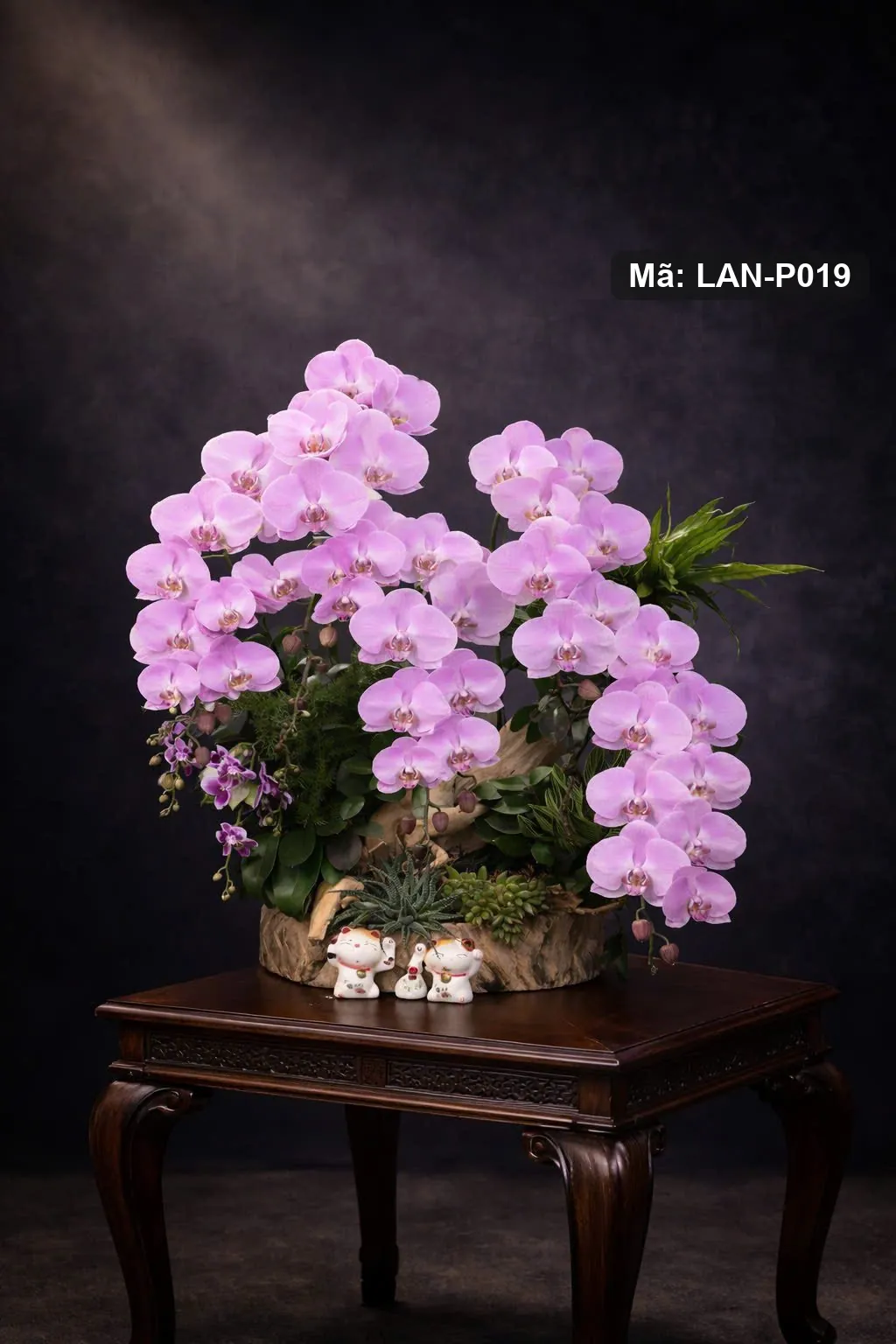 Chậu lan hồ điệp hồng — LAN-P019 — góc khác