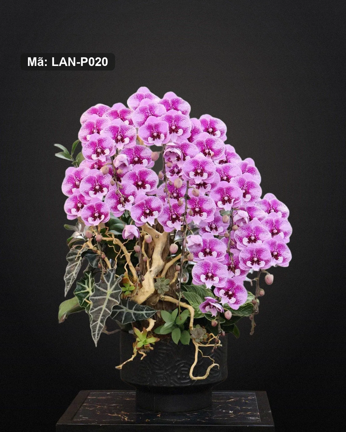 Chậu lan hồ điệp hồng tím đốm — LAN-P020