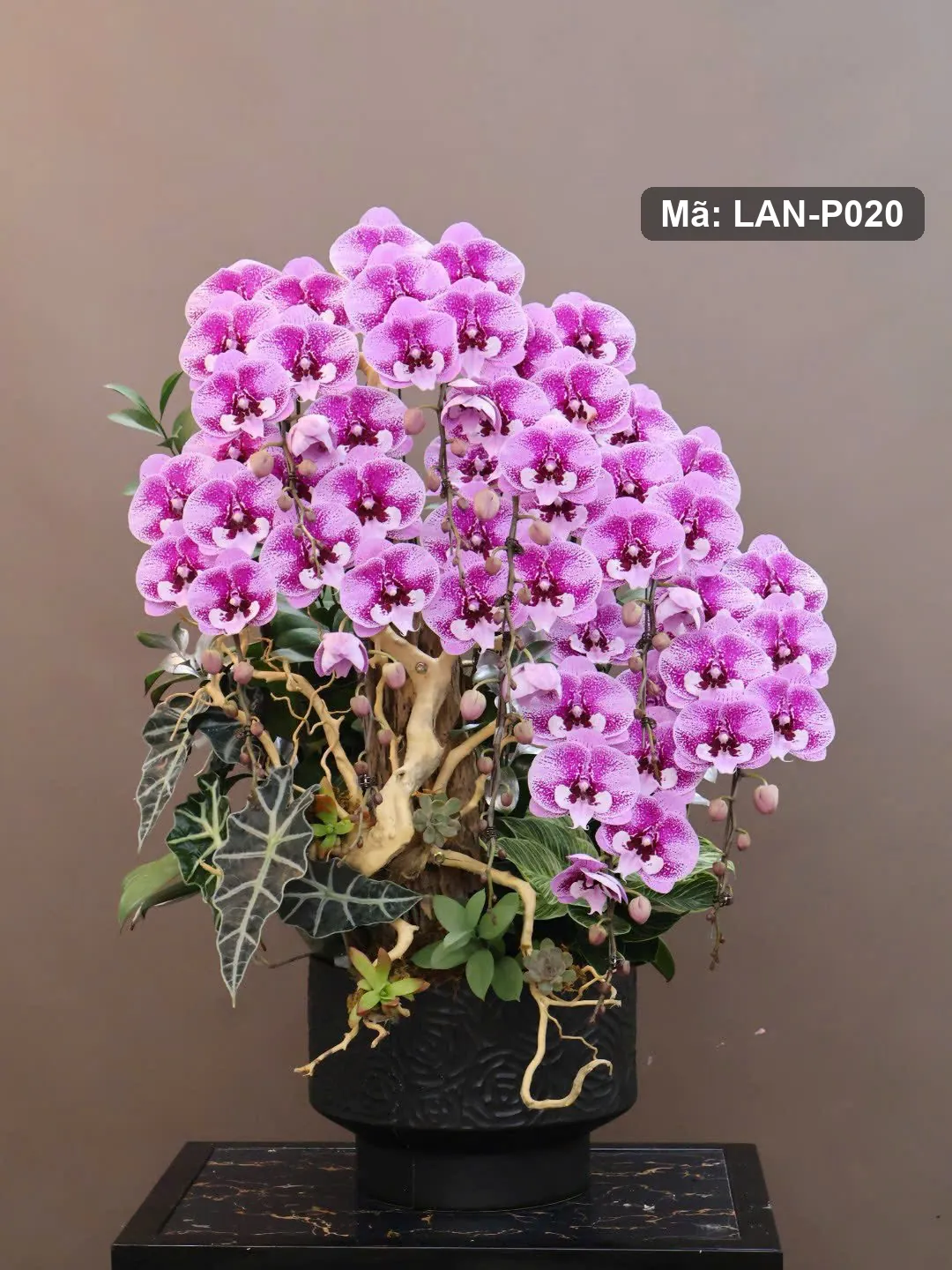 Chậu lan hồ điệp hồng tím đốm — LAN-P020 — góc khác