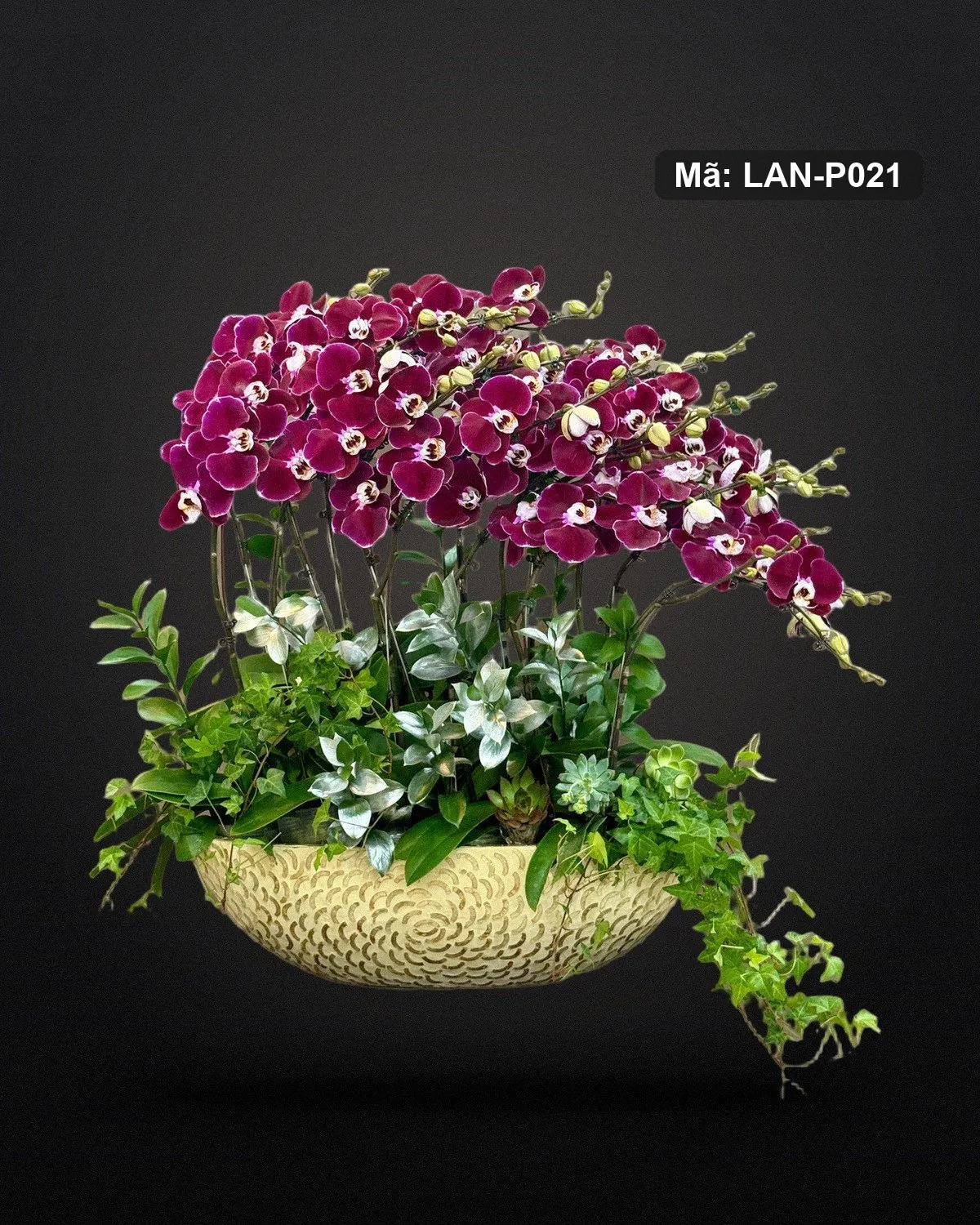 Chậu lan hồ điệp tím đỏ — LAN-P021