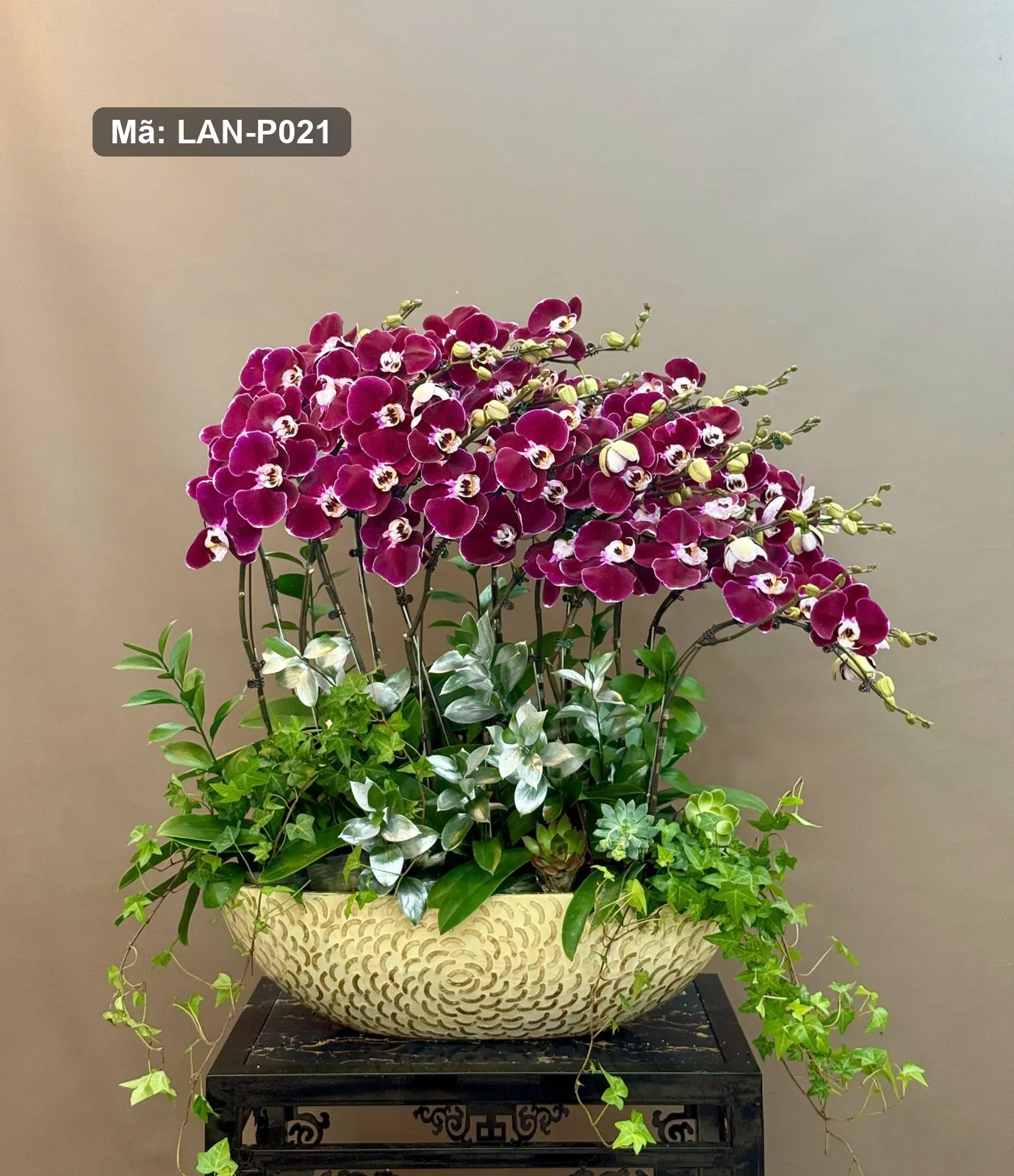 Chậu lan hồ điệp tím đỏ — LAN-P021 — góc khác