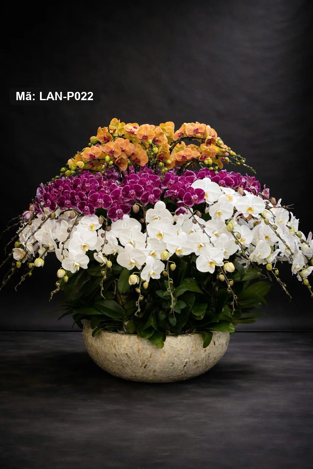 Chậu lan hồ điệp cam, tím và trắng ba tầng — LAN-P022 - Thumbnail 2