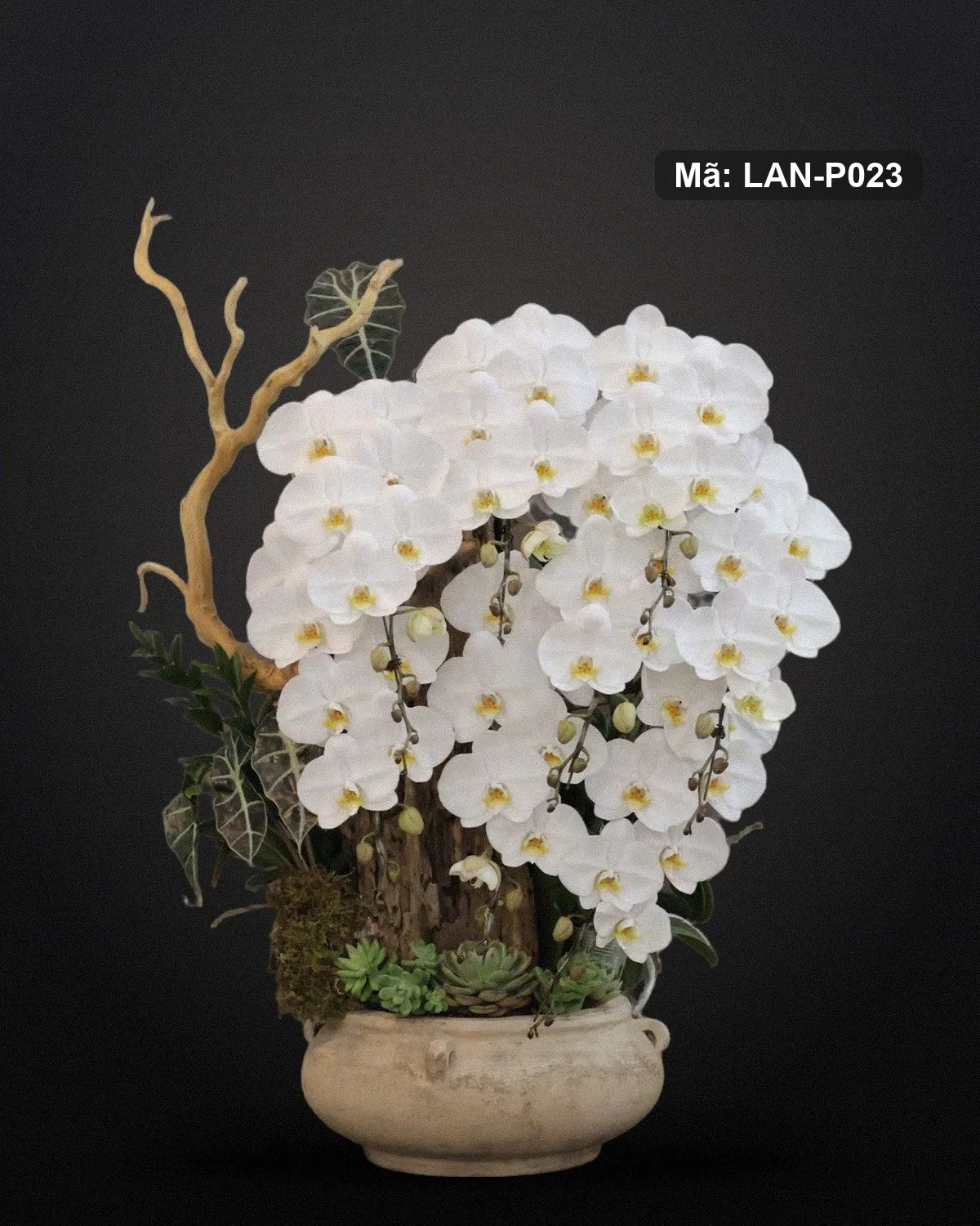 Chậu lan hồ điệp trắng — LAN-P023