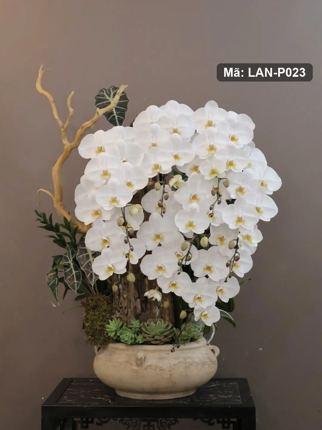 Chậu lan hồ điệp trắng — LAN-P023 — góc khác
