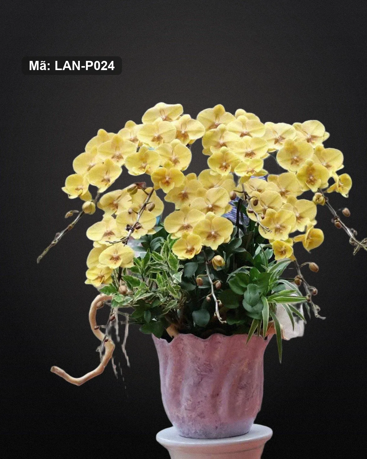 Chậu lan hồ điệp vàng — LAN-P024