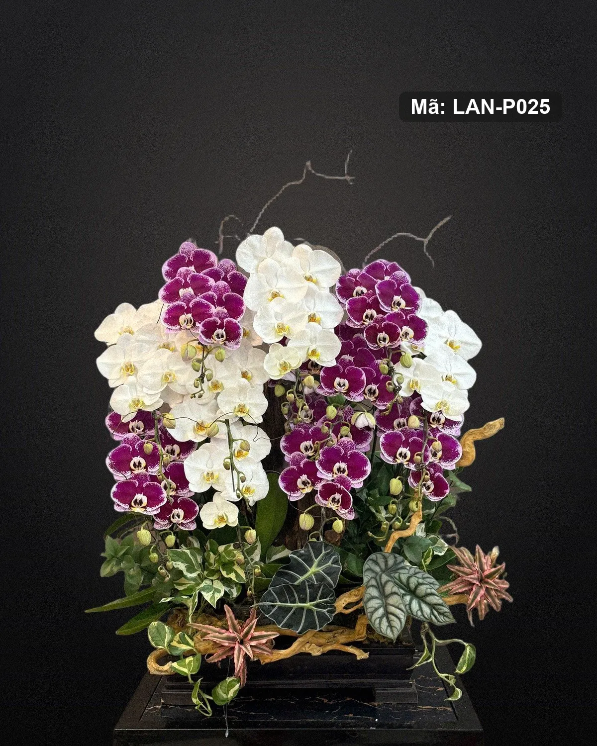Chậu lan hồ điệp tím và trắng — LAN-P025 - Ảnh 1