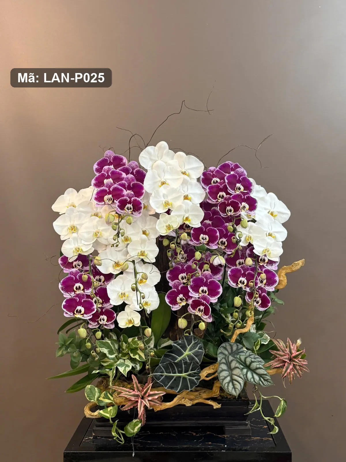 Chậu lan hồ điệp tím và trắng — LAN-P025 - Thumbnail 2