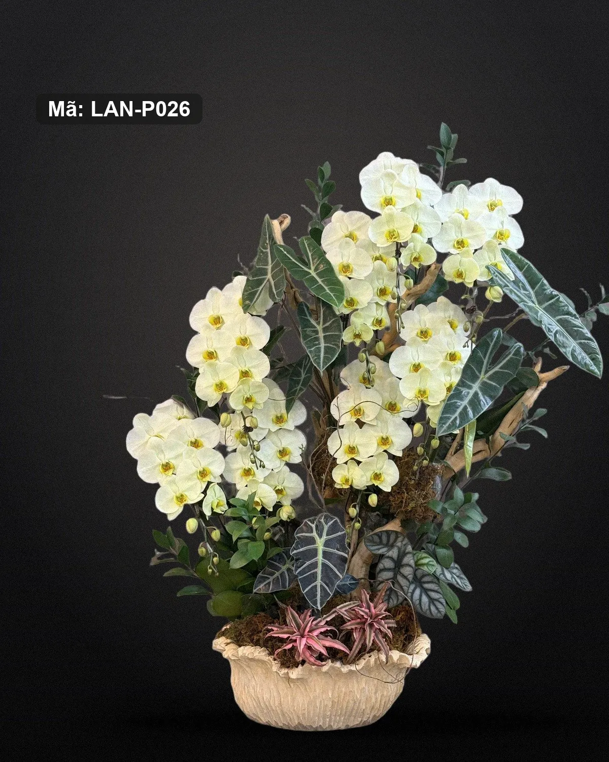 Chậu lan hồ điệp vàng chanh và trắng — LAN-P026