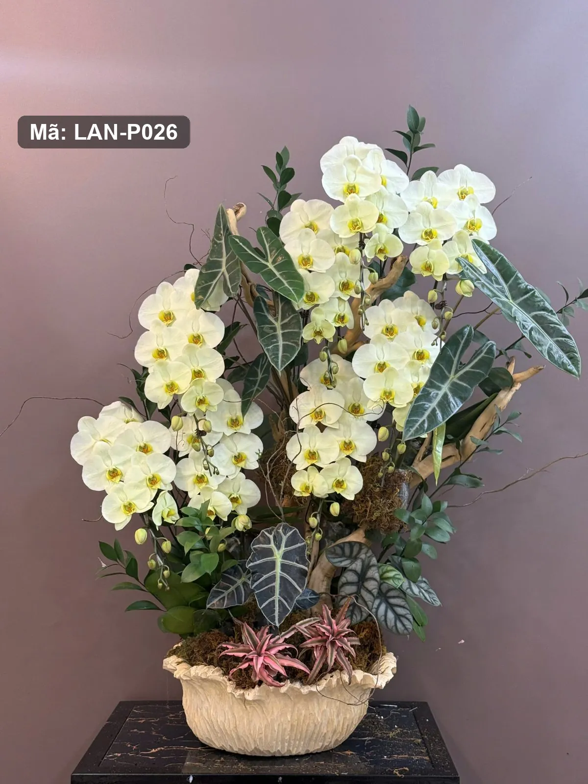 Chậu lan hồ điệp vàng chanh và trắng — LAN-P026 — góc khác
