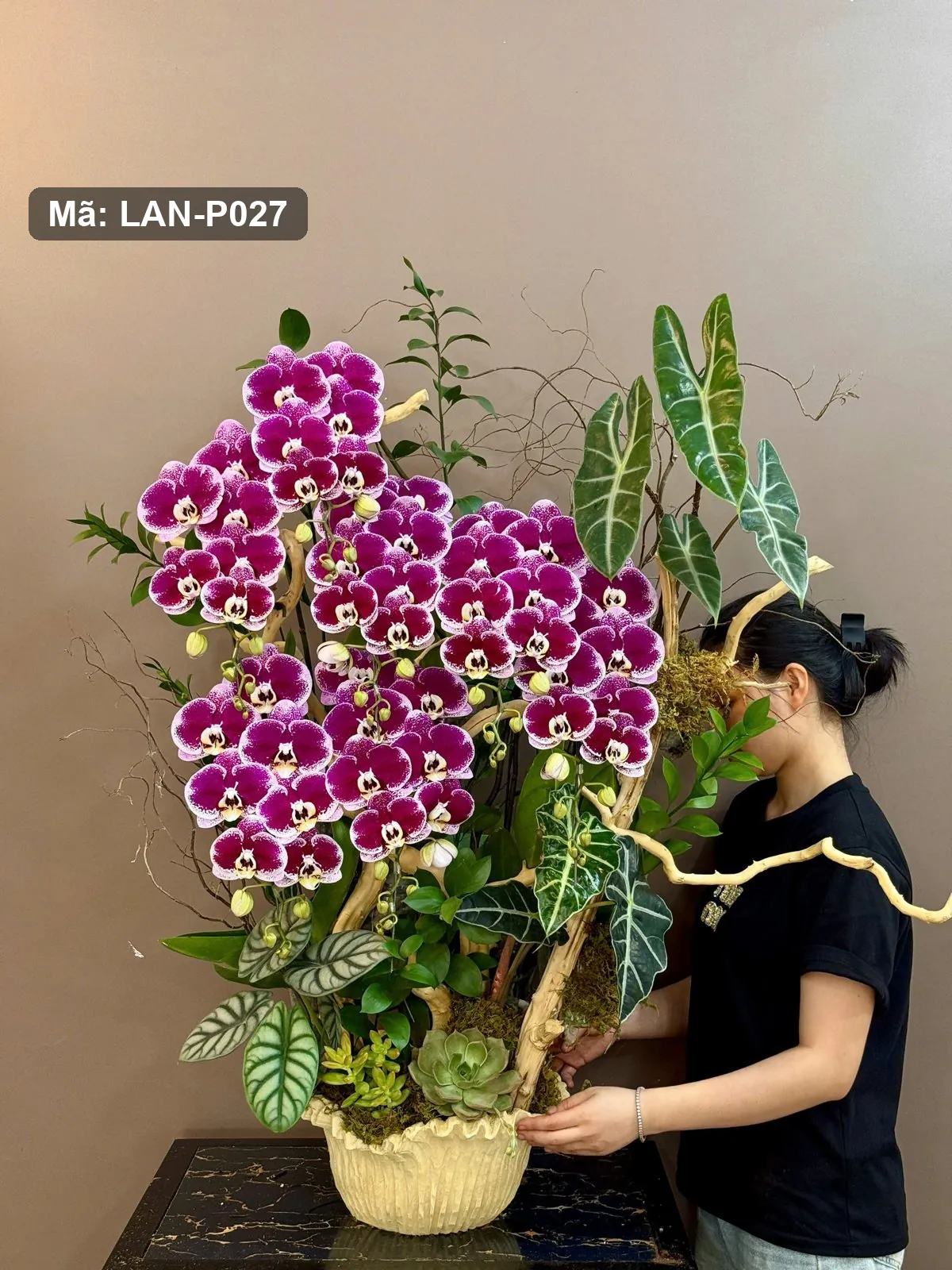 Chậu lan hồ điệp tím đốm — LAN-P027