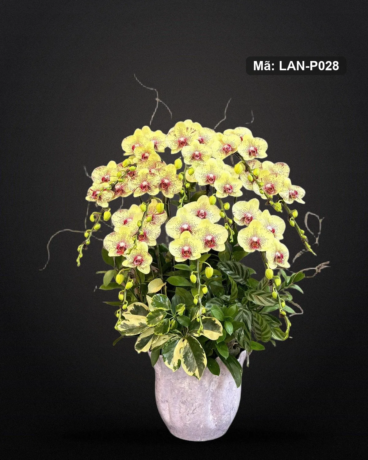 Chậu lan hồ điệp vàng — LAN-P028