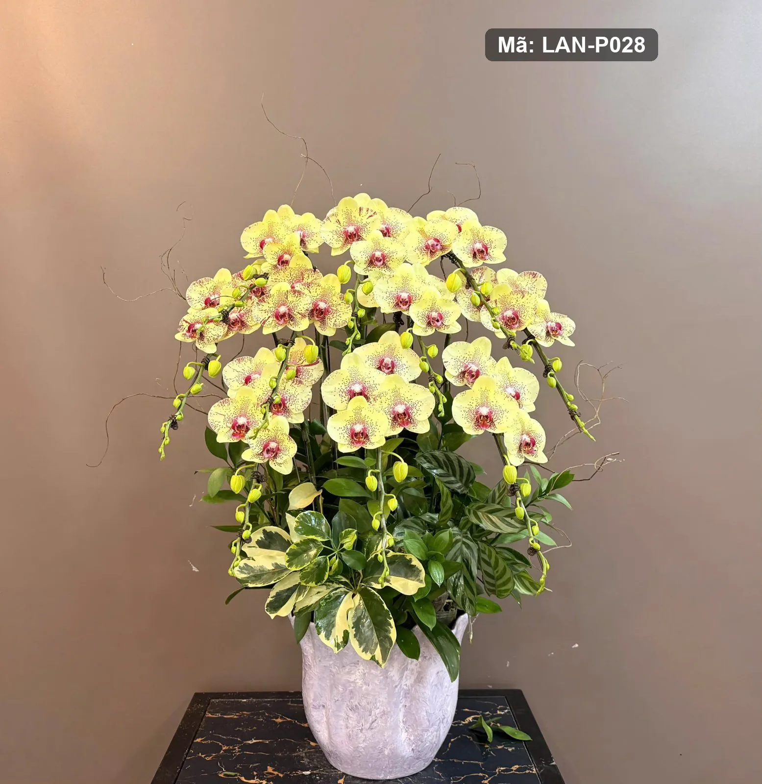 Chậu lan hồ điệp vàng — LAN-P028 — góc khác