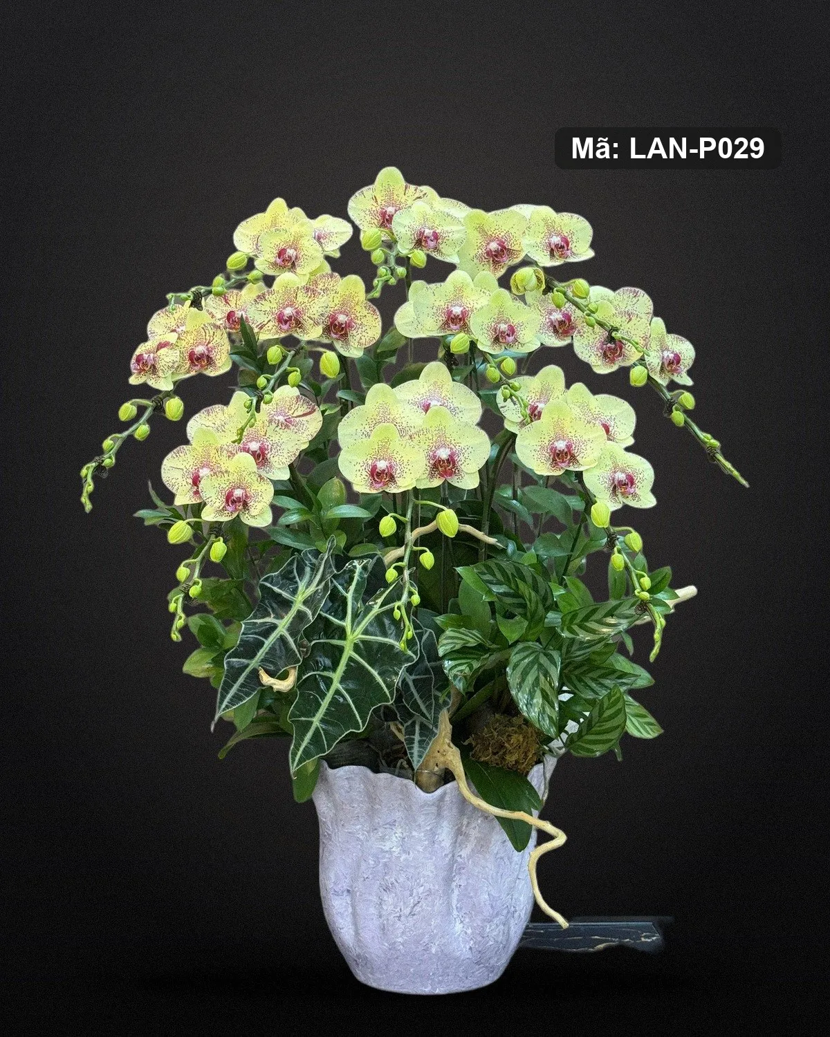 Chậu lan hồ điệp vàng xanh — LAN-P029