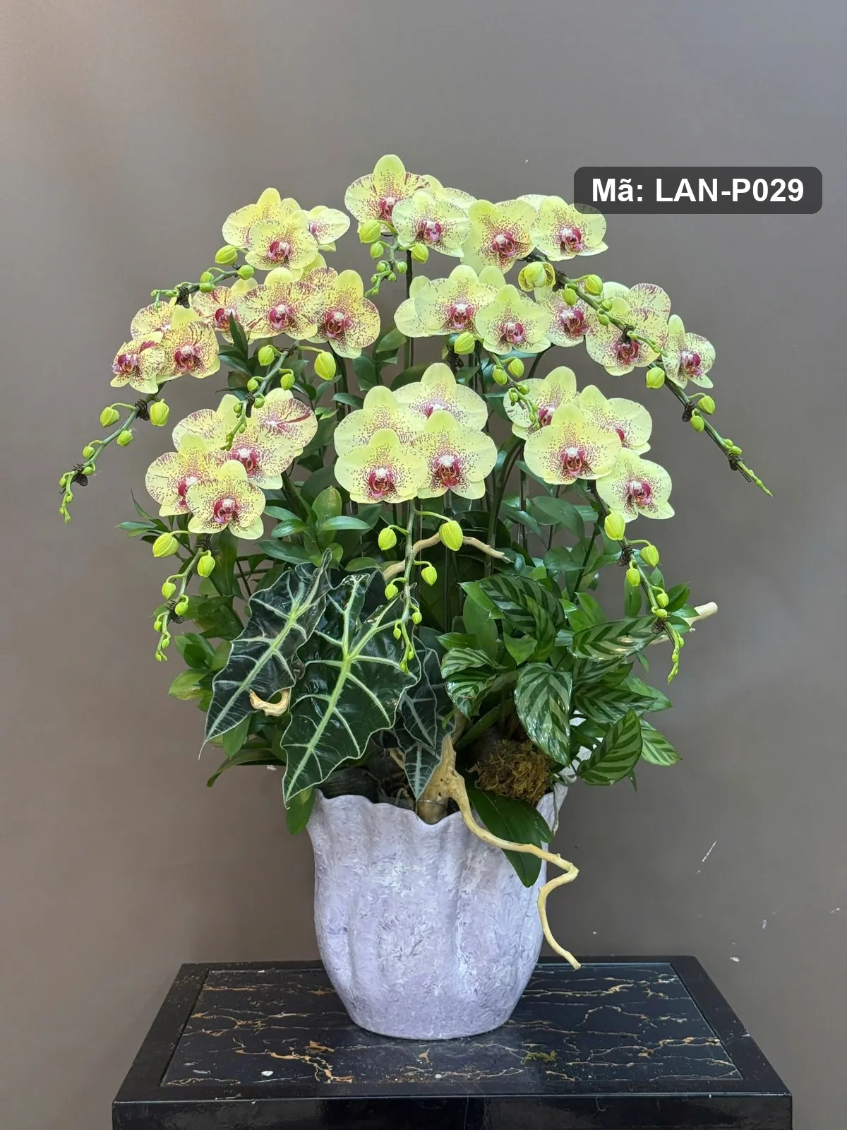 Chậu lan hồ điệp vàng xanh — LAN-P029 — góc khác