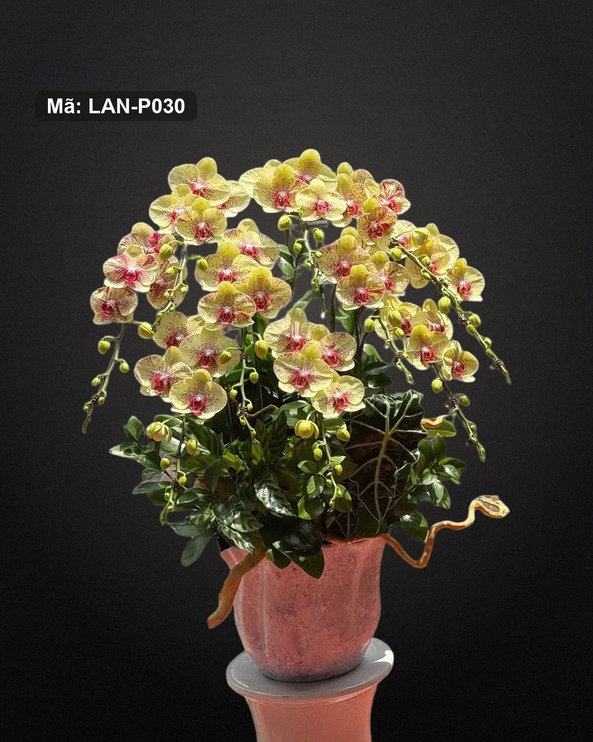 Chậu lan hồ điệp vàng cam đốm — LAN-P030