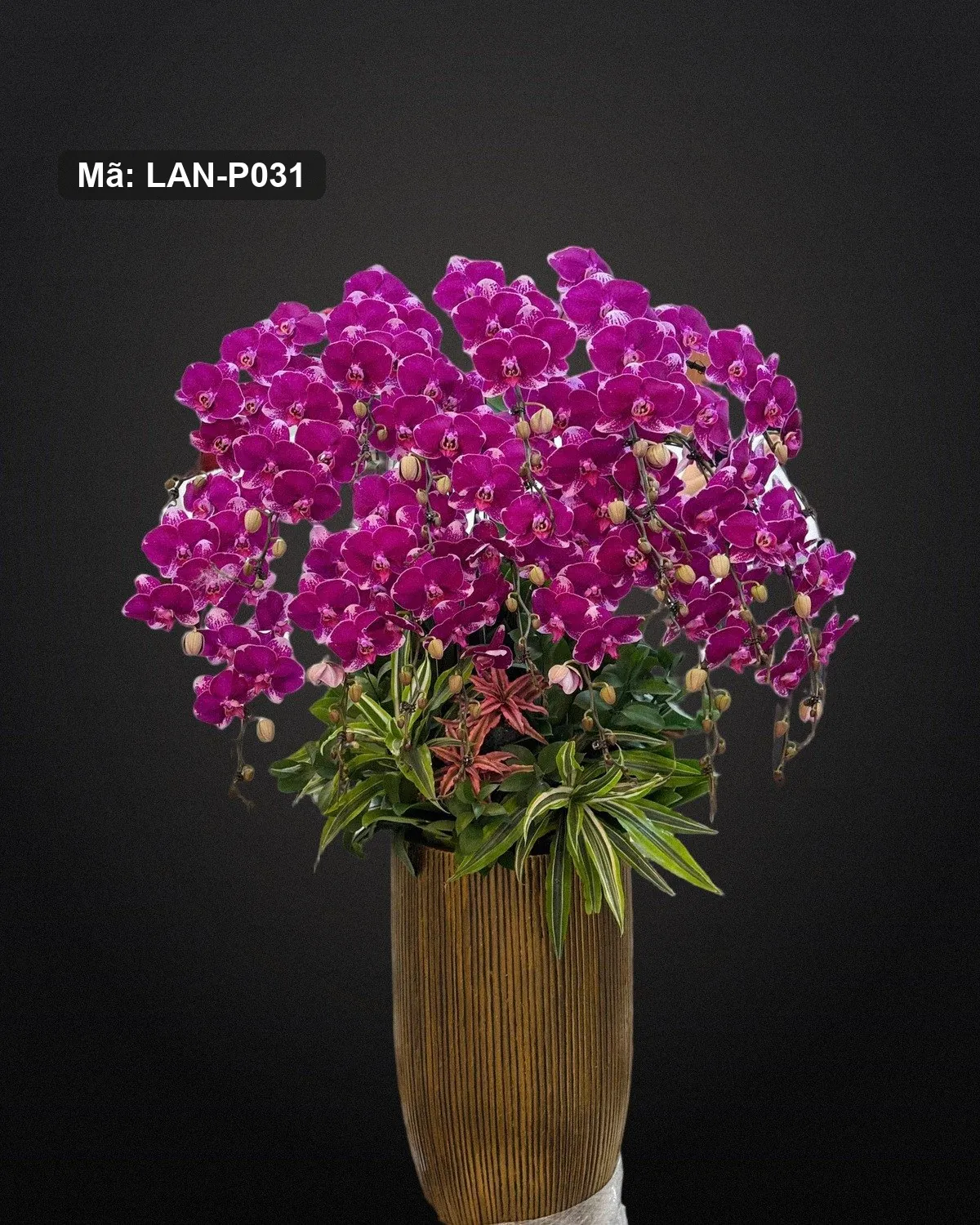 Chậu lan hồ điệp tím sen — LAN-P031