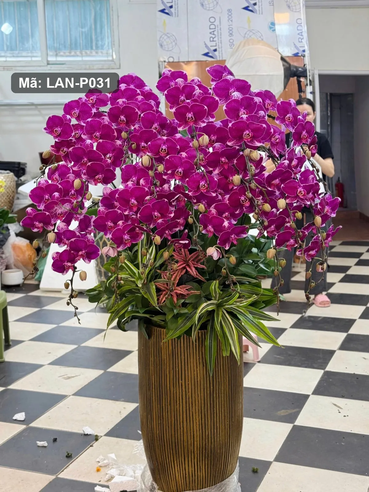 Chậu lan hồ điệp tím sen — LAN-P031 — góc khác