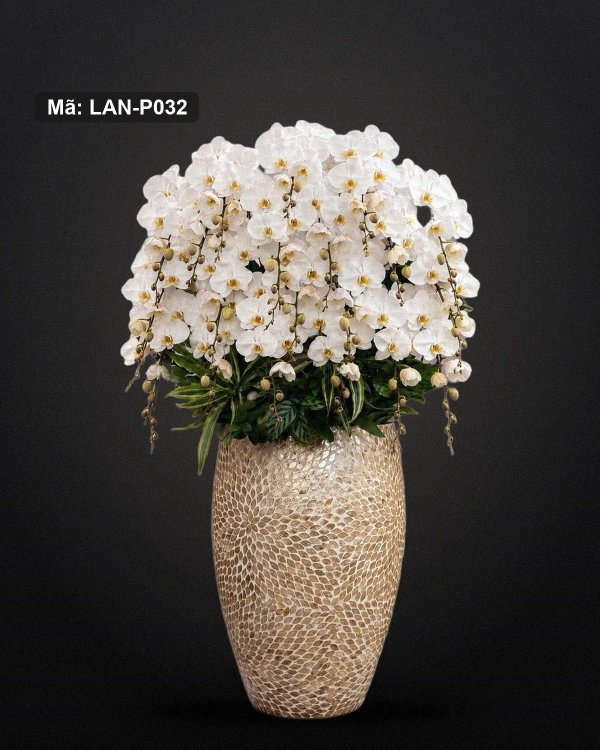 Chậu lan hồ điệp trắng — LAN-P032