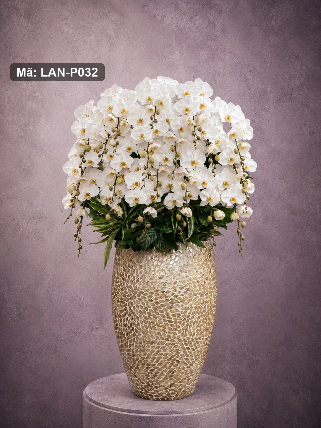 Chậu lan hồ điệp trắng — LAN-P032 — góc khác