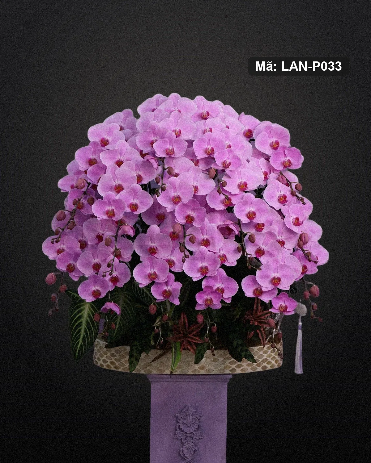 Chậu lan hồ điệp hồng — LAN-P033
