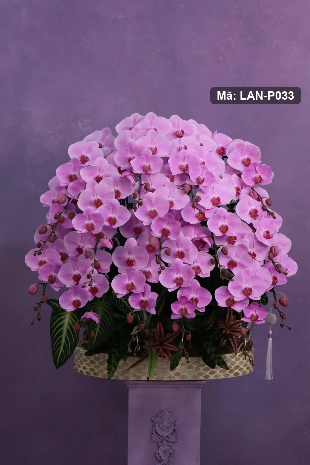 Chậu lan hồ điệp hồng — LAN-P033 — góc khác