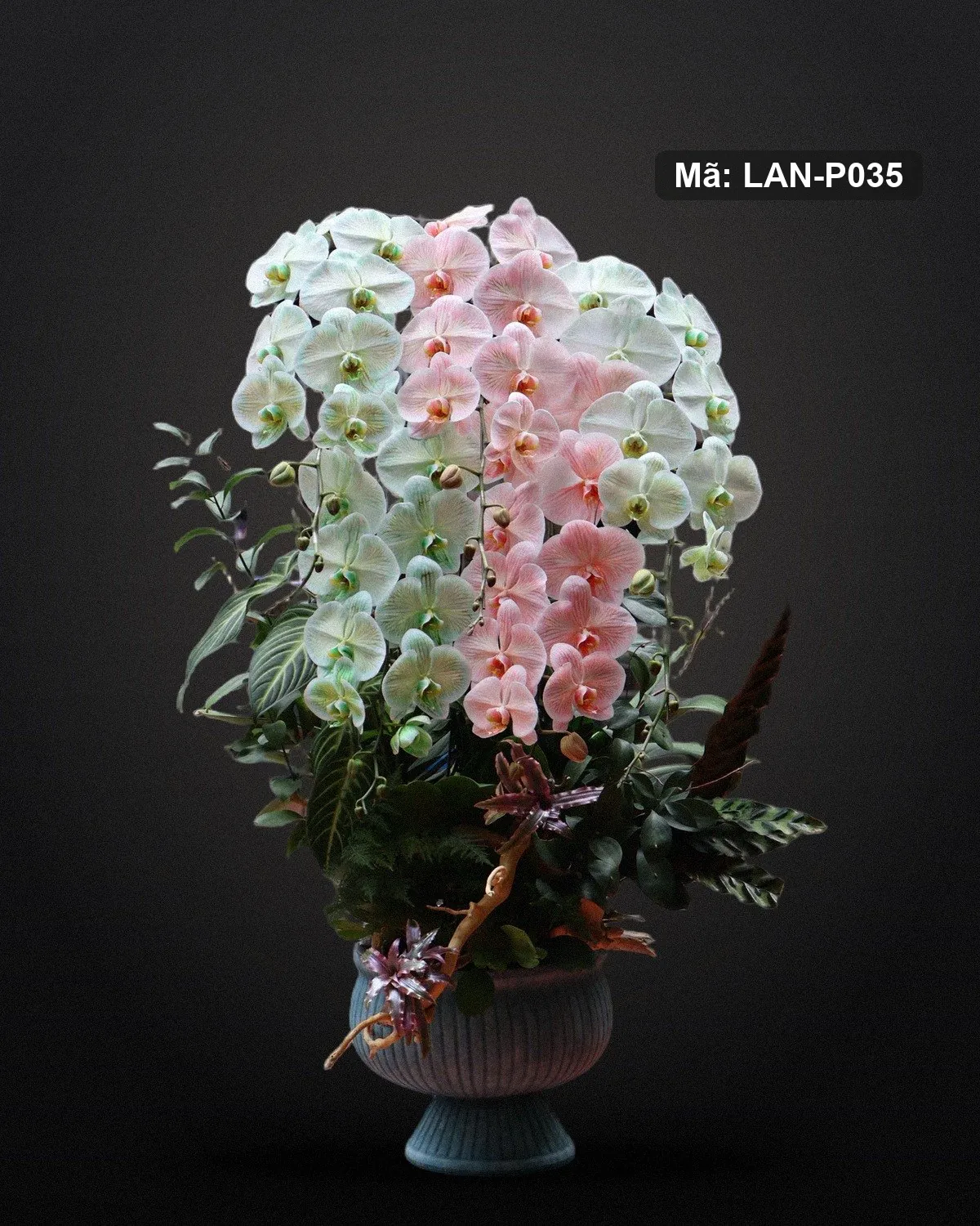 Chậu lan hồ điệp xanh ngọc và hồng — LAN-P035