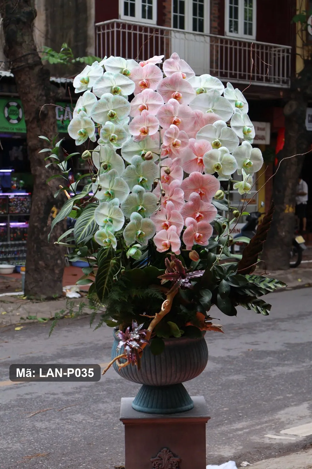 Chậu lan hồ điệp xanh ngọc và hồng — LAN-P035 — góc khác
