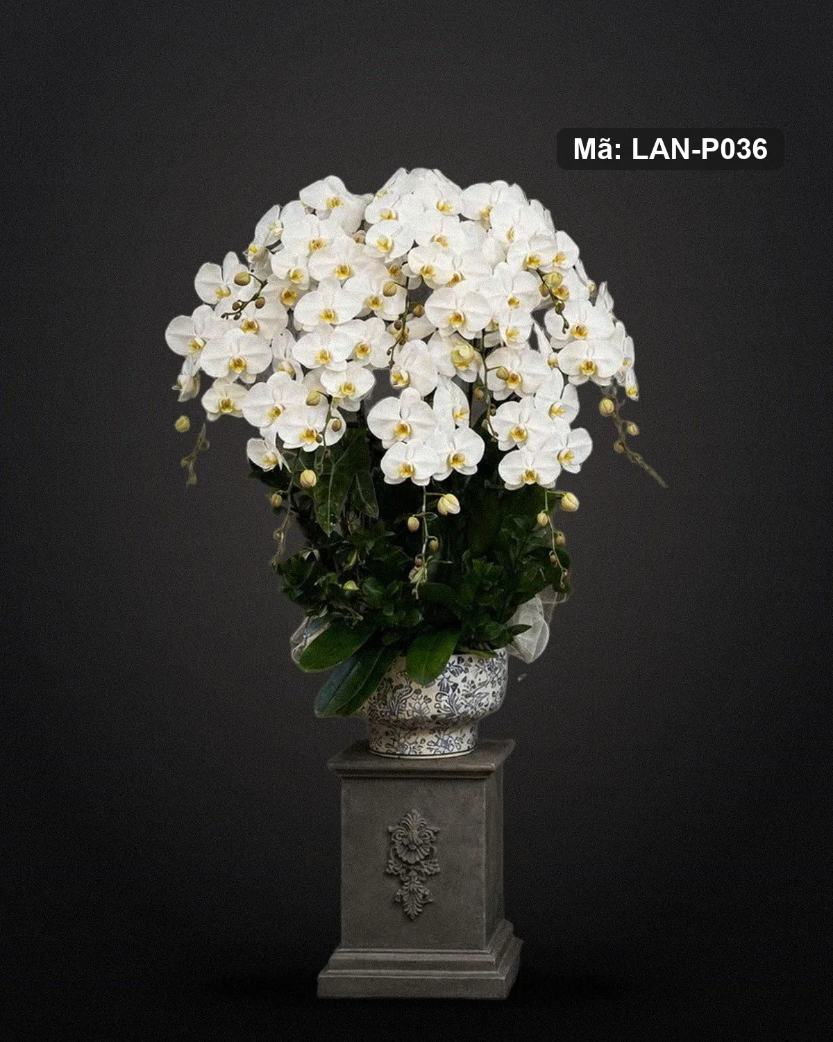 Chậu lan hồ điệp trắng — LAN-P036