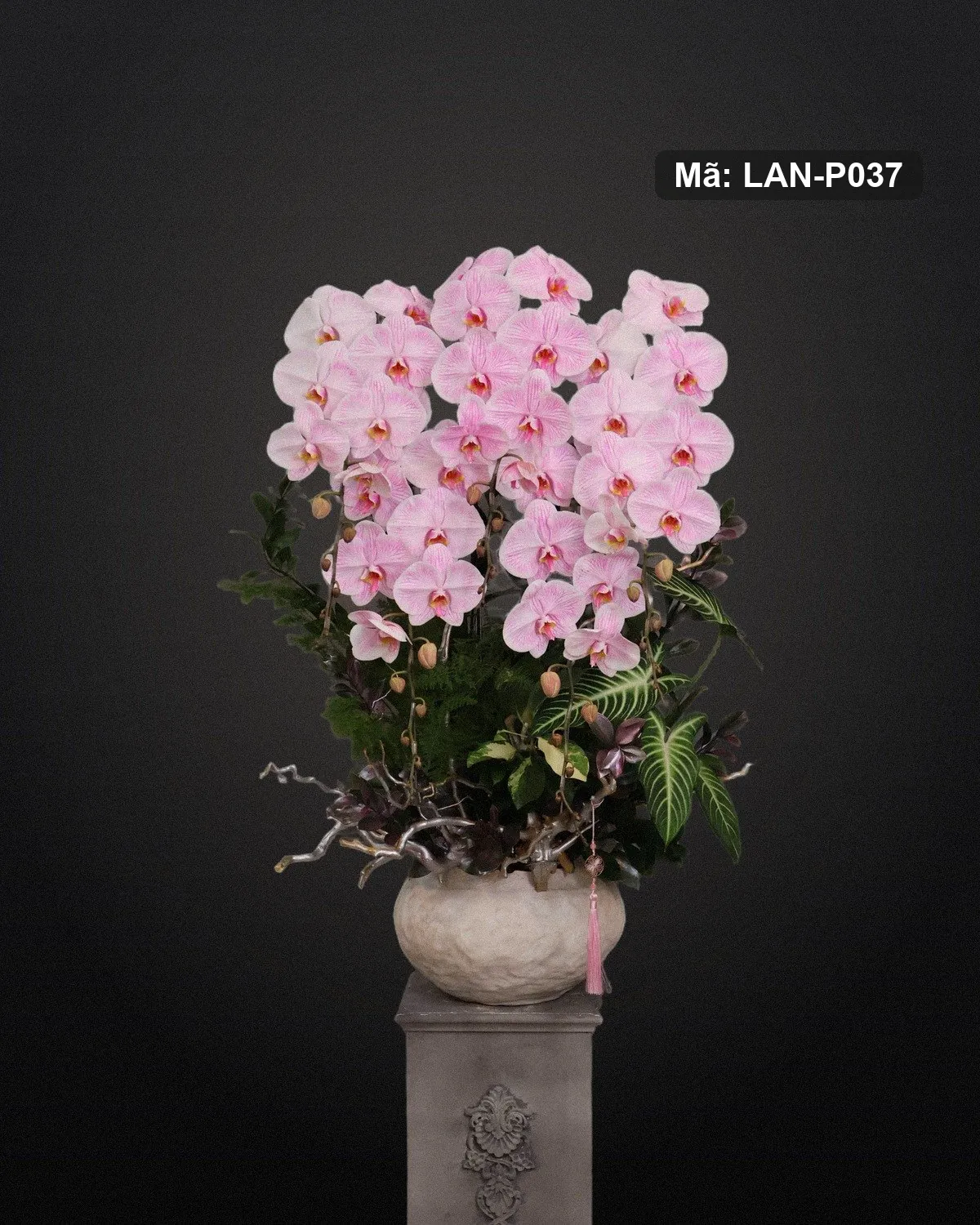 Chậu lan hồ điệp hồng phấn — LAN-P037