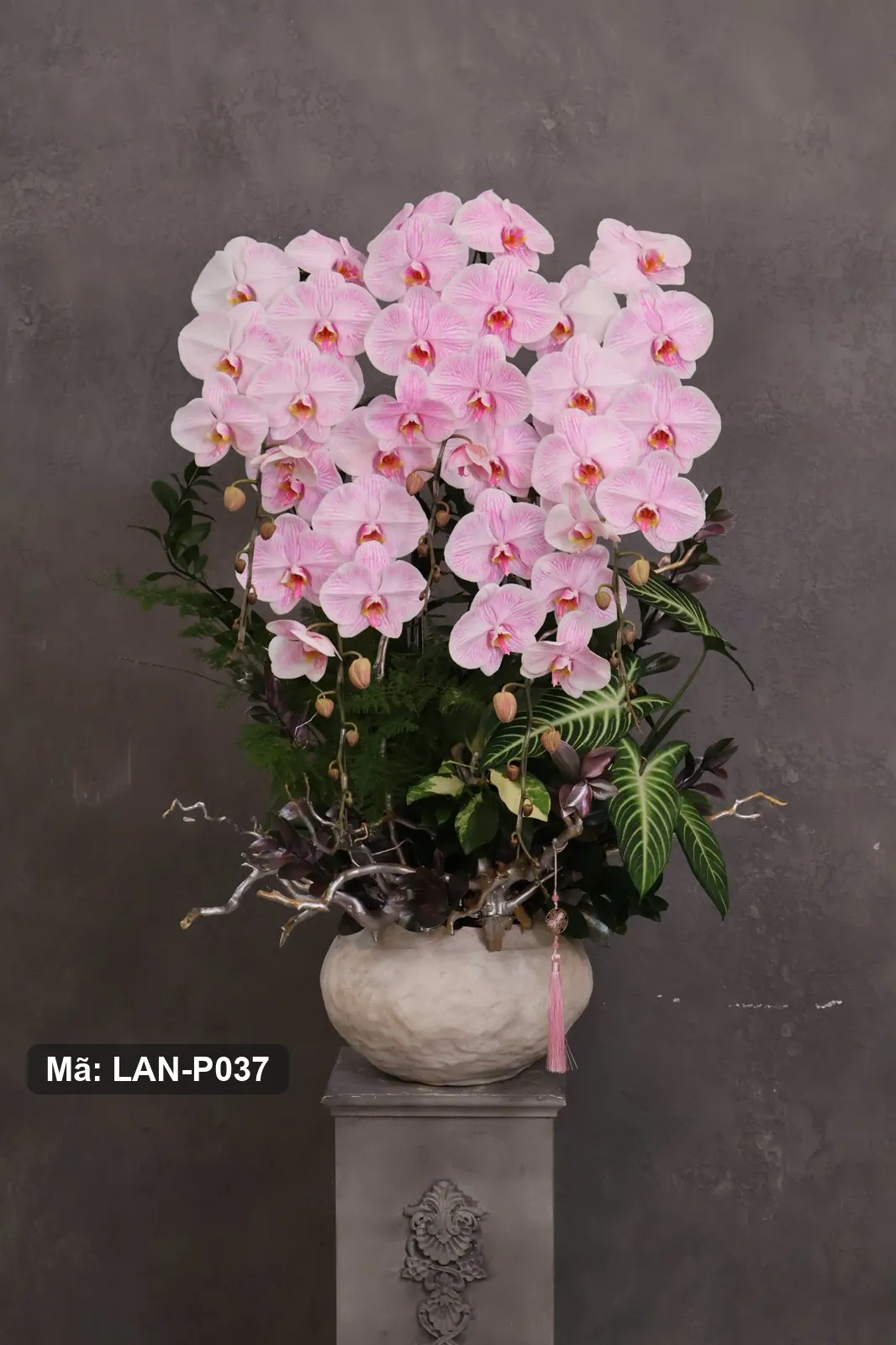 Chậu lan hồ điệp hồng phấn — LAN-P037 — góc khác