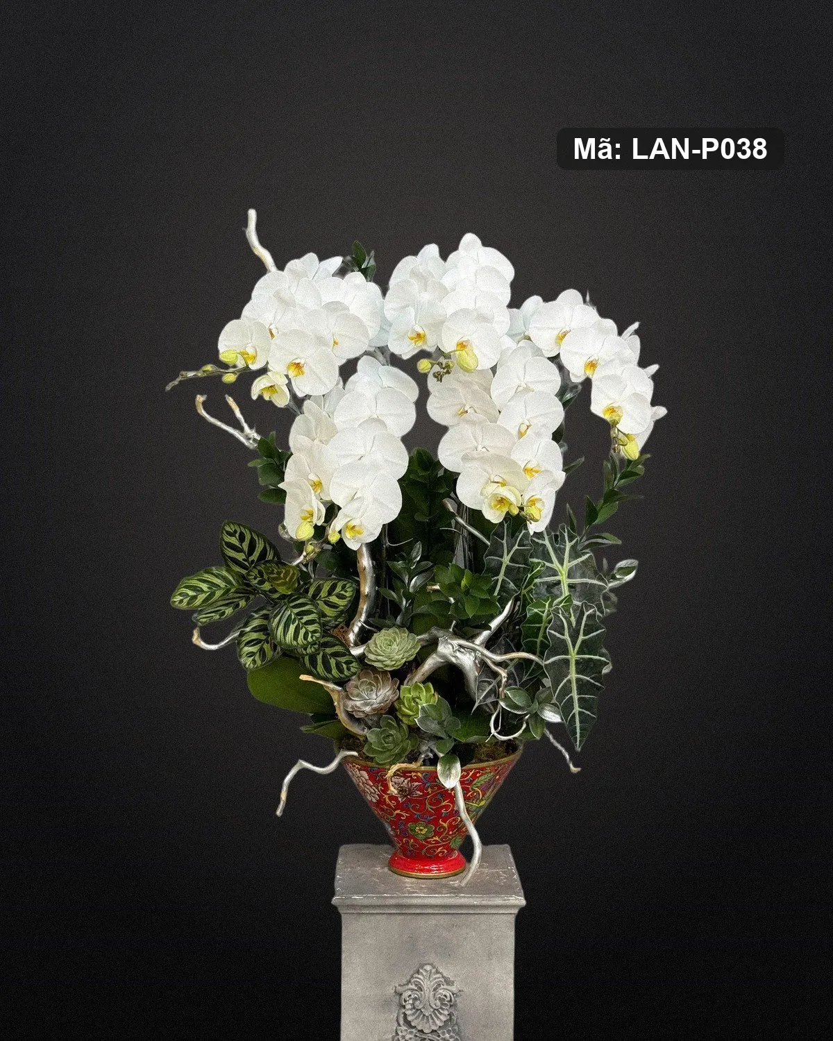 Chậu lan hồ điệp trắng — LAN-P038 - Ảnh 1